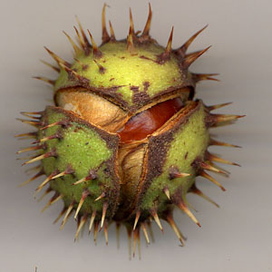 Fruit sec du marronnier de type capsule pluriloculaire