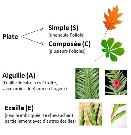 Type de feuilles