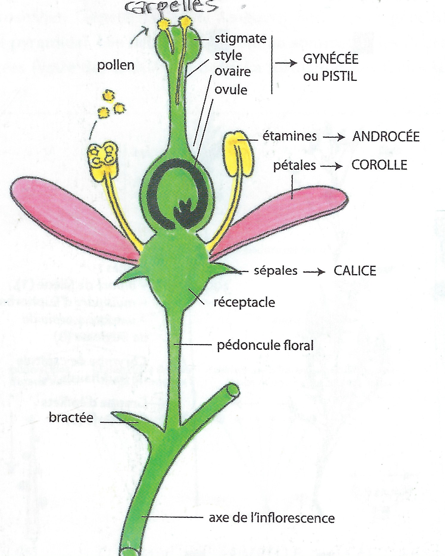 Structure d une fleur