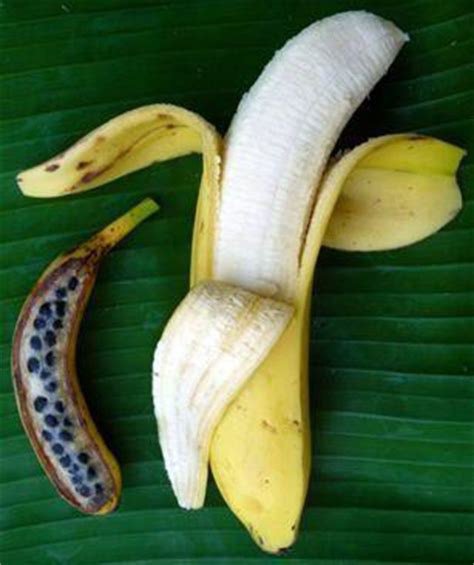 Fruit charnu du bananier de type fausse baie