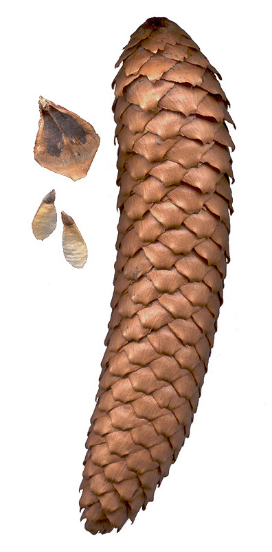 Cone femelle de l epicea commun