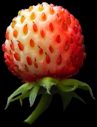 Fruit charnu du fraisier de type polyakene