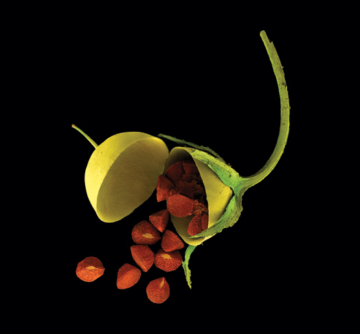 Fruit sec du mouron rouge de type pyxide uniloculaire
