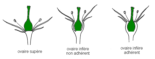 Position de l ovaire par rapport aux pieces florales