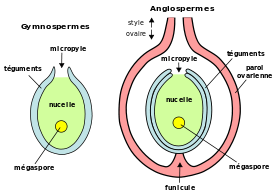 Structure de l'ovule d une plante