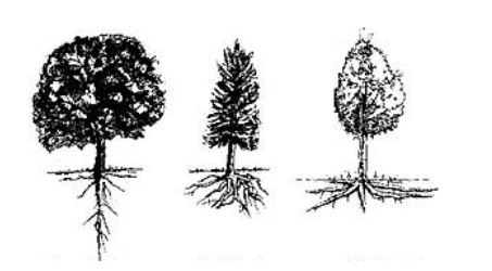 Types de racines pour une plante
