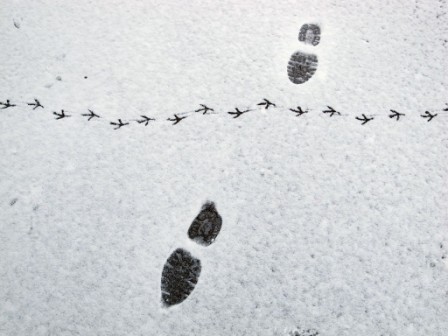 Picture Bird footprints