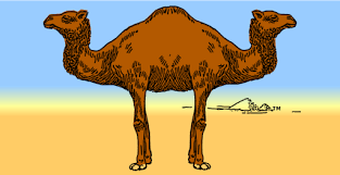 image Palindromes