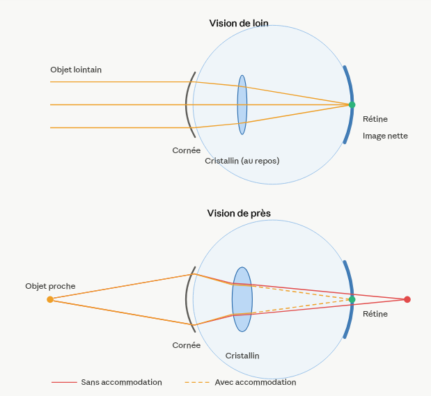 image Anatomie de l oeil